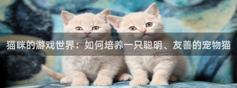 沐鸣2娱乐官网在线登录：猫咪的游戏世界：如何培养一只聪明、友